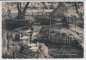 Viareggio (LU) anni 50 Quando ancora nella vasca della Pineta noi bambini potevamo ammirare quelle belle famigliole di cigni