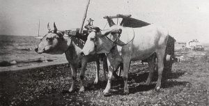 Primi del 1900- Castiglioncello, carro con bovi in riva al mare. 